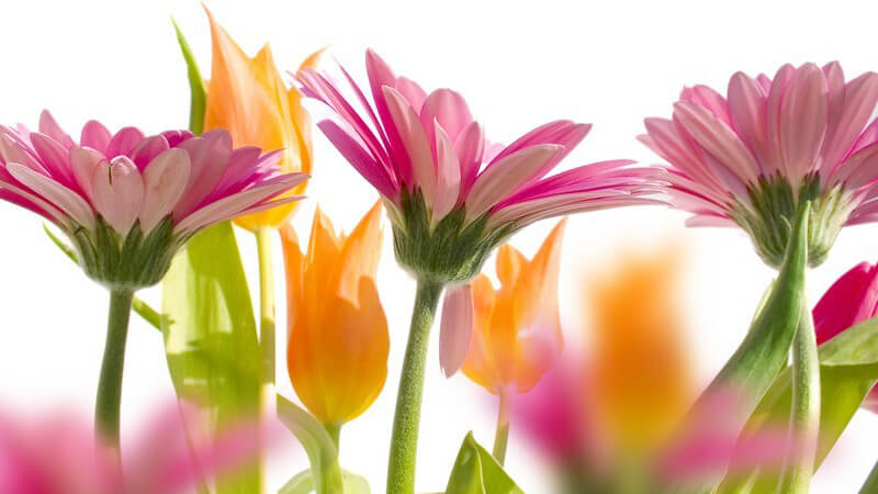 Nahaufnahme rosane und orangene Frühlingsblumen