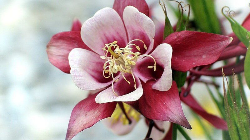Nahaufnahme rötliche Blume mit gelber Blüte