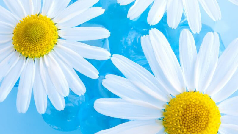 Kamillenblüten auf Wasser