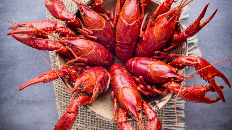 Sieben knallrote Flusskrebse in einer Schüssel