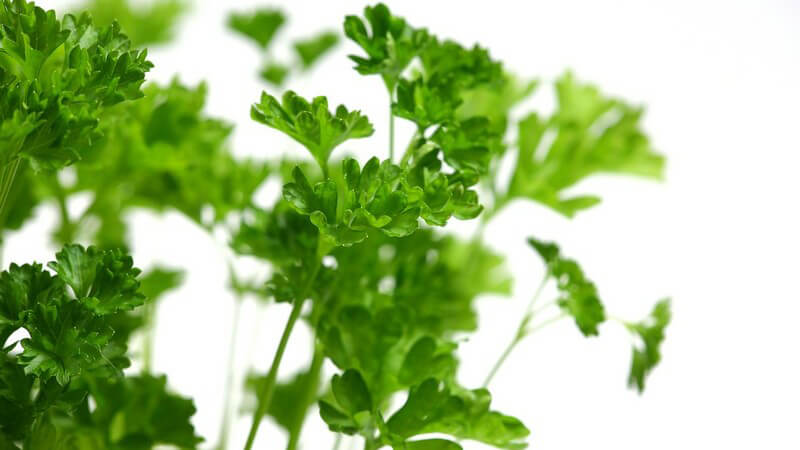 Nahaufnahme frische Petersilie auf weißem Hintergrund