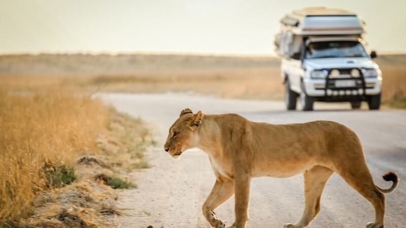 Löwe überquert eine Straße in der Steppe, im Hintergrund kommt ein Safari-Jeep angefahren