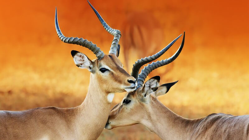 Zwei Impalas (Antilopen) im Sonnenaufgang