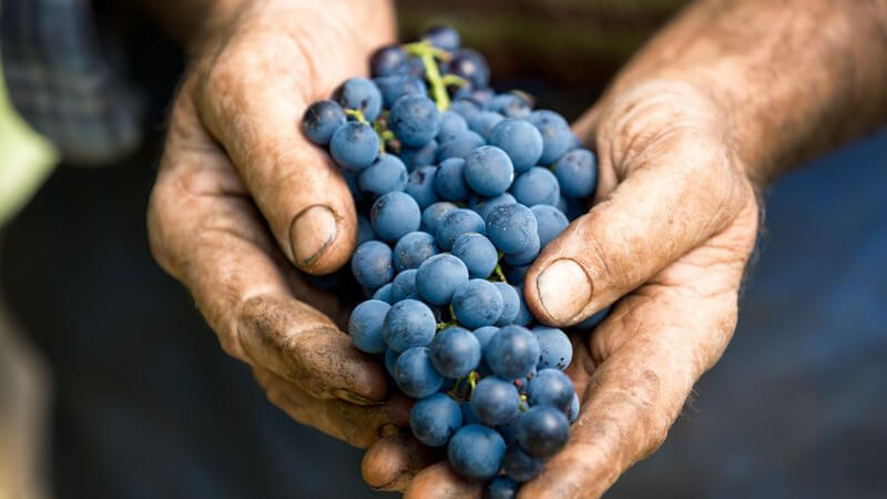 Ein Bund blauer Weintrauben in den schmutzigen Händen eines Winzers