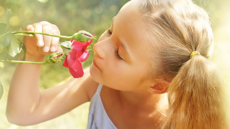 Mädchen mit Zöpfen riecht an einer Rose im Garten