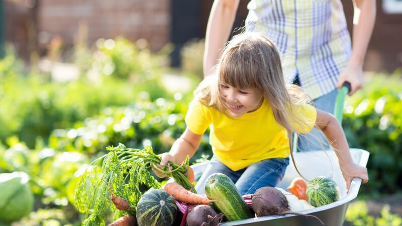 Kleines Mädchen in gelbem Shirt hat Spaß in einer Schubkarre voller Gemüse
