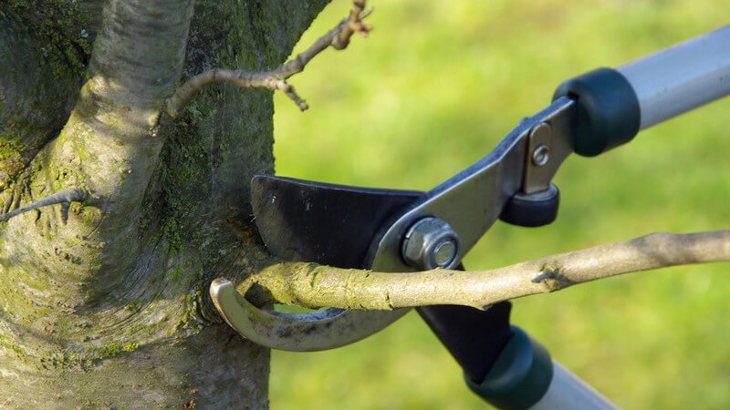 Ast wird mit Gartenschere abgeschnitten
