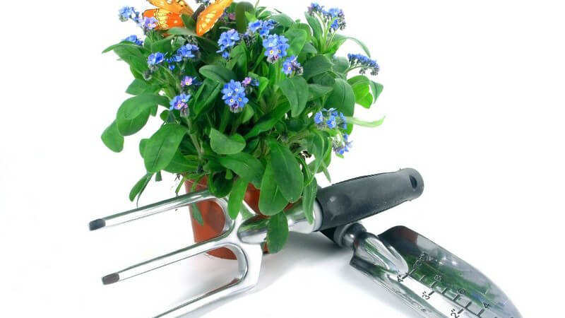 Vergissmeinnicht im Blumentopf neben Schaufel und Harke auf weißem Hintergrund