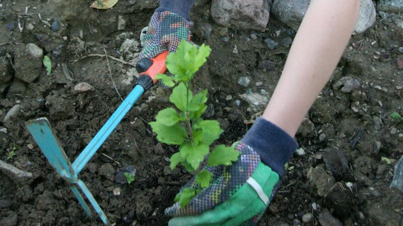 Junge Frau setzt jungen Hibiskus in Erde ein