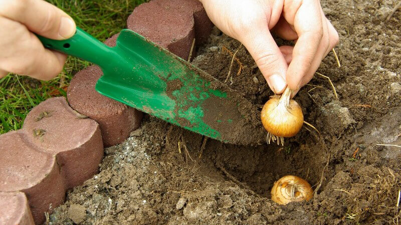 Zwiebeln werden in Erde gesetzt