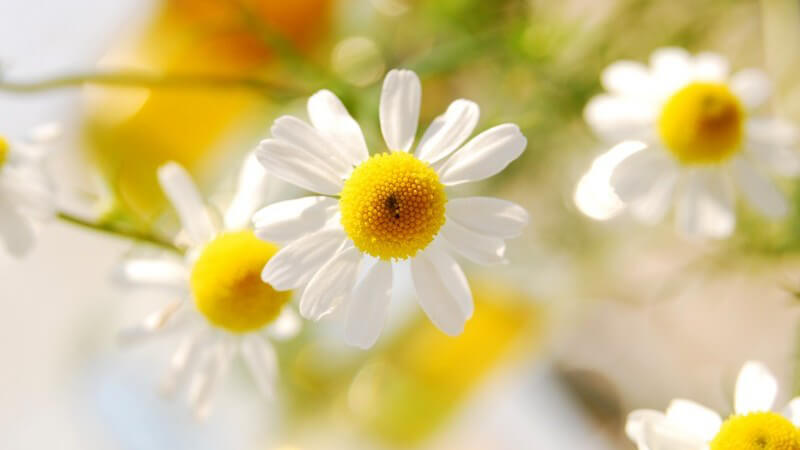 Nahaufnahme Kamillenblüten