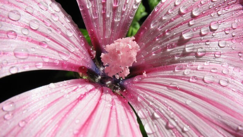 Nahaufnahme Malven Blüte mit Wassertropfen