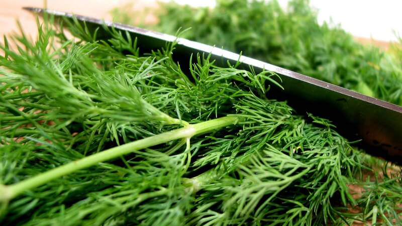 Großes Küchenmesser hackt Dill auf Holzbrett