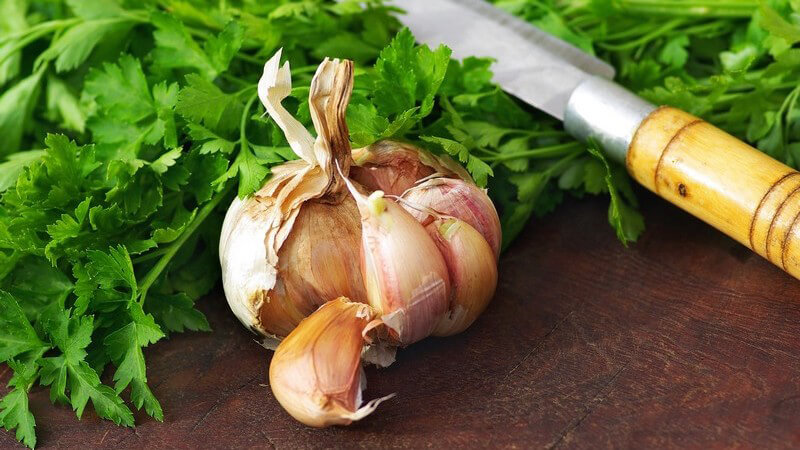 Frische Knoblauchknolle, dahinter Messer auf frischer Petersilie