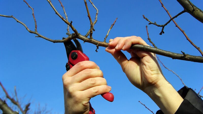 Äste eines Baums werden unter blauem Himmel mit Astschere geschnitten