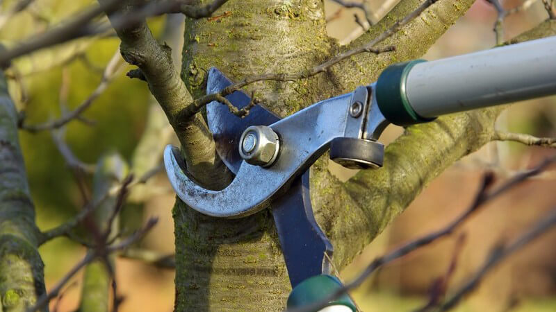 Ast eines Baumes wird mit Baumschere geschnitten