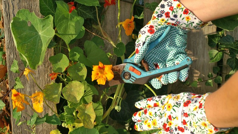 Bunte Gartenhandschuhe schneiden mit hellblauer Schere Pflanzen mit gelben Blüten