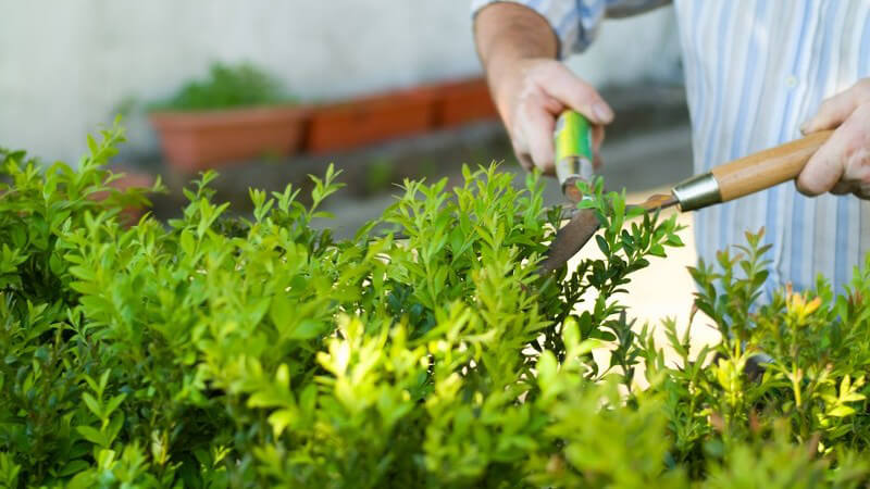 Mann schneidet Hecke mit Gartenschere