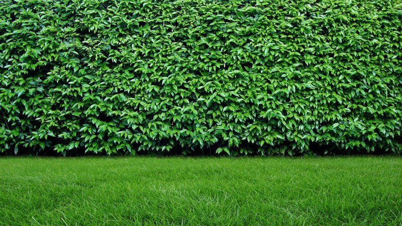 Gartenhecke an Rasen