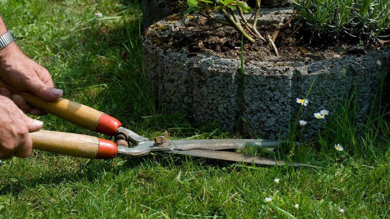Rasen wird mit Gartenschere geschnitten