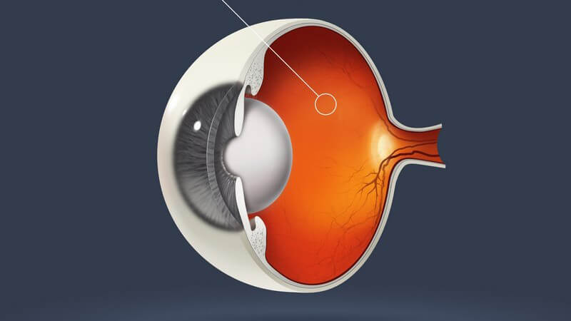 Grafik seitliche Ansicht Auge, Netzhaut