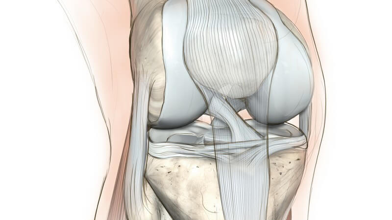 Nahaufnahme Zeichnung Kniegelenk, weißer Hintergrund