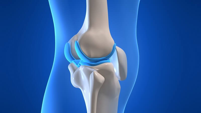 Anatomie - Grafik des menschlichen Knies
