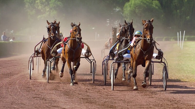 Braune Pferde mit Wagen beim Rennen