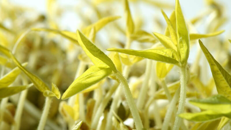 Nahaufnahmen Pflanzen Sojabohnen