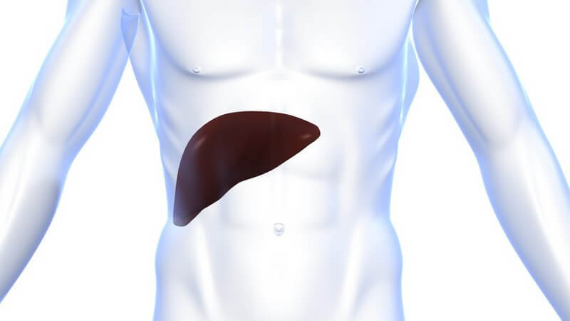 Anatomie - Grafik der menschlichen Leber