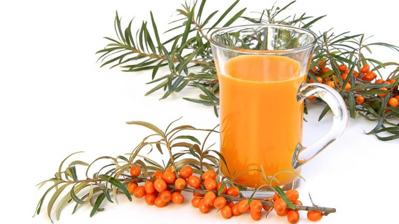 Glas mit Sanddorn Saft zwischen Sanddorn Zweigen und Früchten