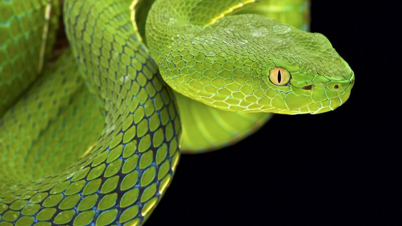 Grüne Otter (Giftschlange) vor schwarzem Hintergrund