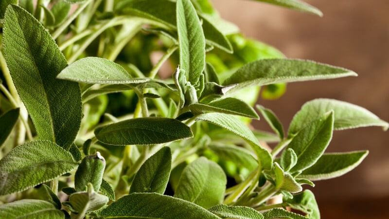 Nahaufnahme Salbei im Topf