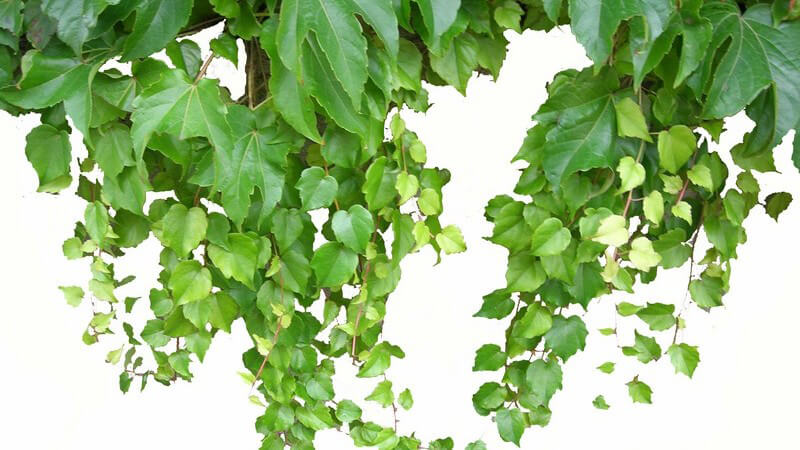 Hängender Efeu auf weißem Hintergrund