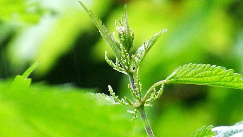 Oberer Teil einer Brennesselpflanze hinter Nahaufnahme einer anderen im Wald