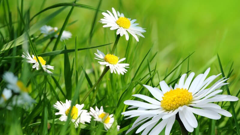 Nahaufnahme Gänseblümchen auf grüner Wiese