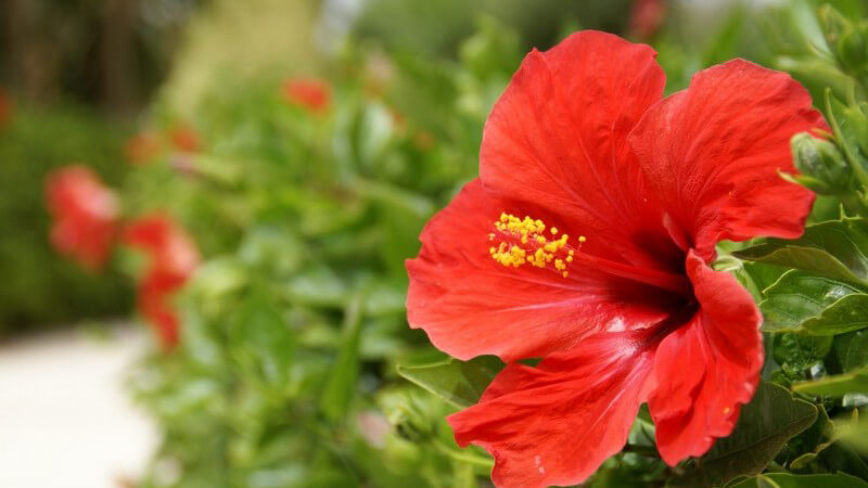 Nahaufnahme rote Hibiskusblüte