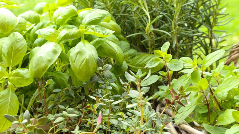 Frische Gartenkräuter - Basilikum, Thymian, Rosmarin, Majoran und Co.