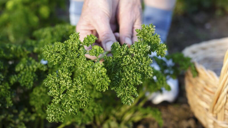 Ältere Hände halten Petersilie in Kamera