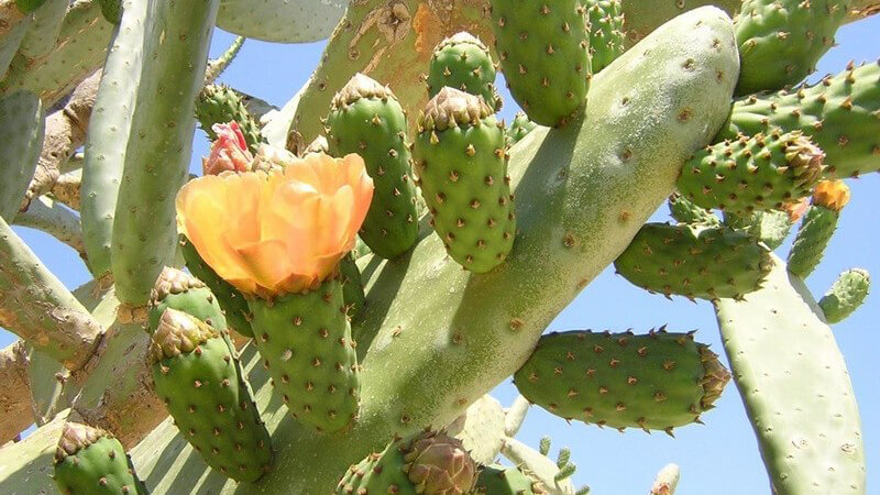 Kaktusblüte unter blauem Himmel