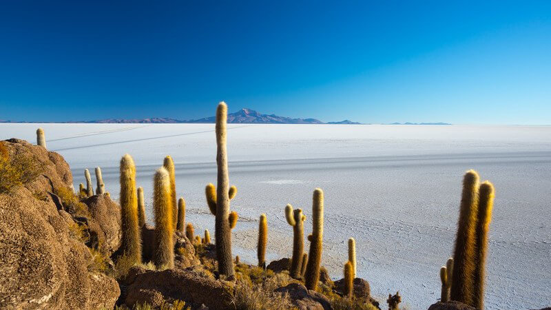 Kakteen am Salzsee von Uyuni in den bolivianischen Anden