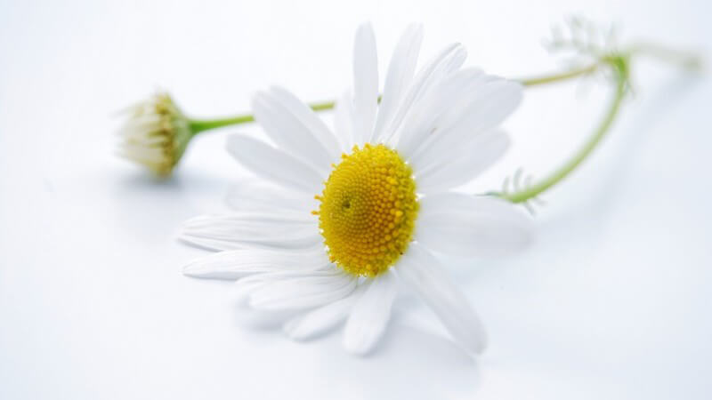 Nahaufnahme Kamillenblüte auf weißem Hintergrund
