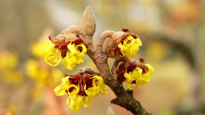 Hamamelis Blüten, Nahaufnahme