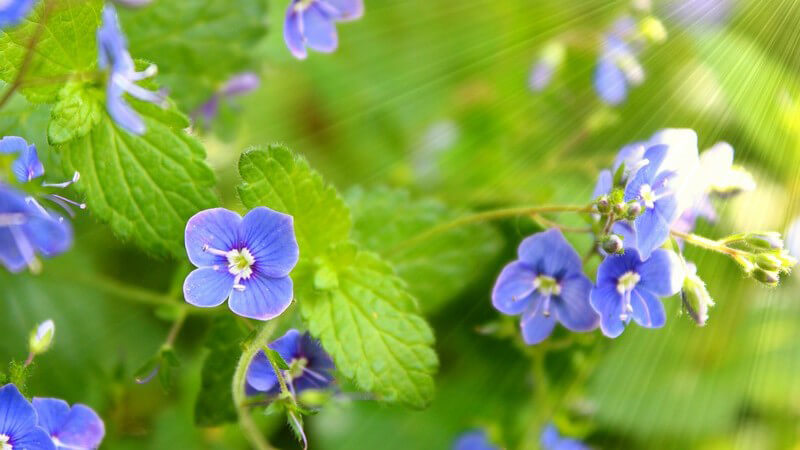 Blüten und Blätter des Ehrenpreises