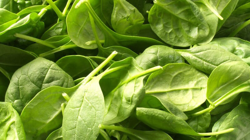 Frischer Blattspinat