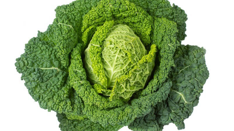 Frischer Wirsingkohlkopf vor weißem Hintergrund
