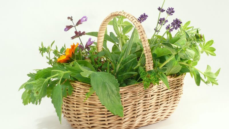 Korb mit frischen grünen Kräutern auf weißem Hintergrund