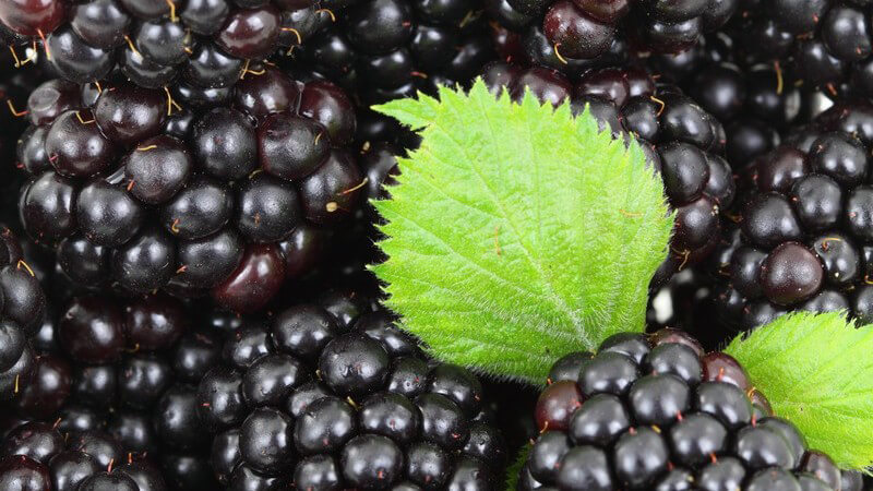 Nahaufnahme Brombeeren