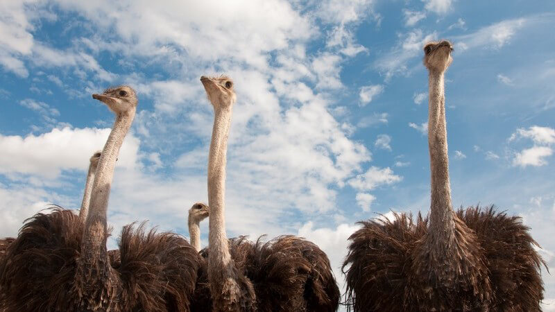 Afrikanische Sträuße unter leicht bewölktem blauen Himmel