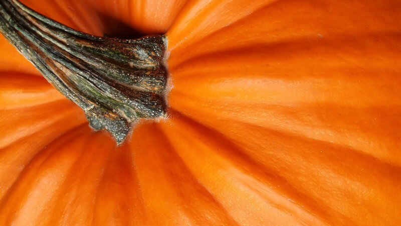 Nahaufnahme eines Kürbisses